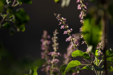 Closeup of holy basil. Ocimum tenuiflorum, commonly known as holy basil, tulsi or tulasi, is an aromatic perennial plant in the family Lamiaceae.