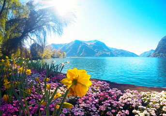 Colourful flowering on the lake  against the background of green mountain, an attractive view of...