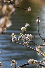 Spring blossoms on the tree. Selective focus.