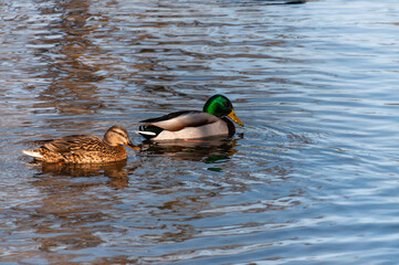 ducks in the water