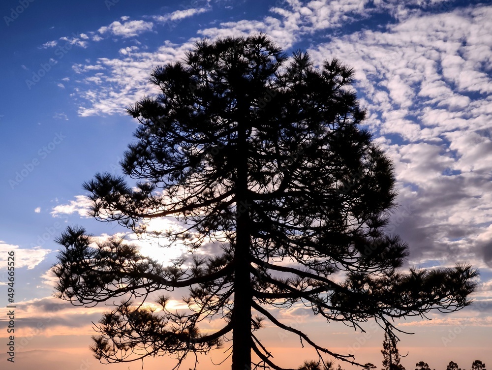 Sticker silhouette of a tree