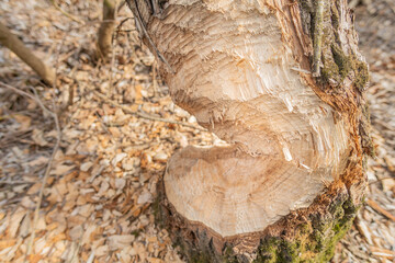 Fototapeta premium Tree trunk bitten by beavers, close-up.