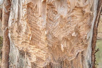 Tree trunk bitten by beavers, close-up.