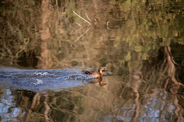 canard