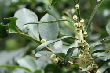 ヒサカキのたくさんの葉と枝に連なり咲いている薄緑色のたくさんの花
