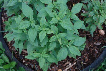 leaves in a garden