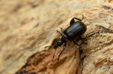 Tooth-nosed snout weevil,  Deporaus betulae on wood, macro photo