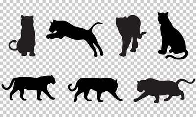 Set of tiger vector silhouettes. Isolated on a transparent background