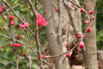 たくさんの紅梅、楊貴妃の蕾をつけループ状に伸びている枝
