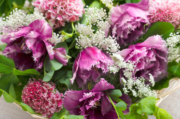 フリンジ咲きのチューリップ   