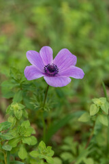 Fototapeta premium Beautiful wild purple Anemones growing in wooded areas and open meadows in Israel 