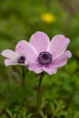 Beautiful wild pink Anemones growing in wooded areas and open meadows in Israel
