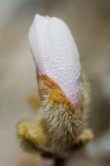 Magnolia Blüte am Baum, pinke Blumen im warmen April Wetter