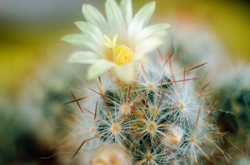 cactus, flowering cactus closeup, houseplants