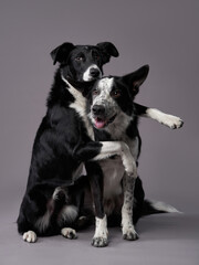 two dogs hugging. Happy Border Collie on a grey background in studio. love pet