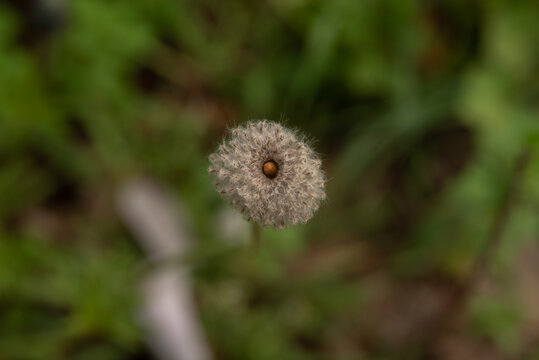 The seeds of wild Anemone getting ready to be spread by the wind to grow next year in northern Israel.
