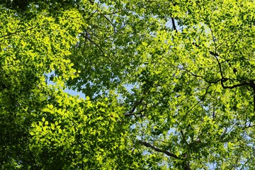 新緑の森の枝葉　緑の背景	