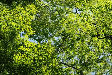 新緑の森の枝葉　緑の背景	