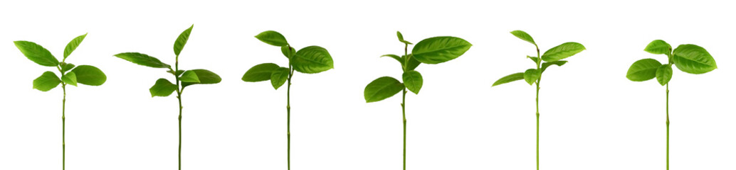 Green twigs of an isolated plant on a white background. Isolated, green leaves on a white background.