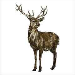 Deer engraving hand drawn, sketch, vintage illustration