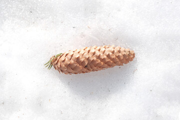 pine cone in winter. pine cone lies on the snow. winter concept