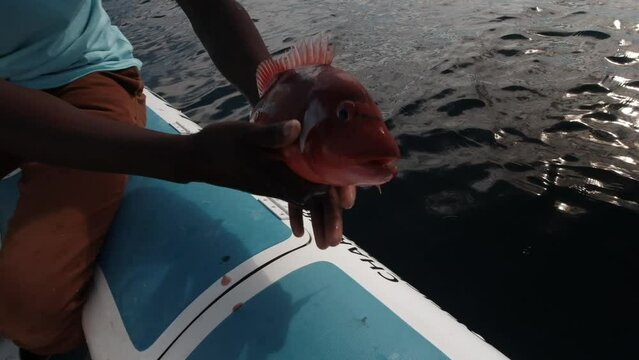 Releasing a Red Roman Fish back into the Ocean