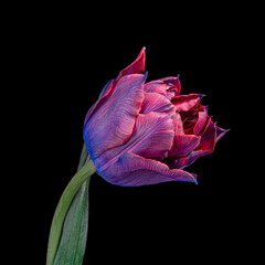 Beautiful multicolor blooming tulip with green stem and leaf isolated on black background. Close-up studio shot.