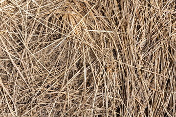 Hay texture. Bales of hay are stacked in large staffs. Harvesting in agriculture.