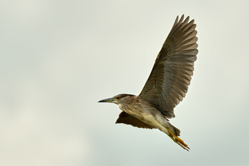Night heron young bird in flight. Flying with spread wings. Side view, close up. Genus species Nycticorax nycticorax.