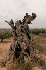 trunk of a dead olive tree on the costa brava