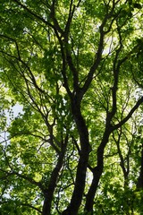 新緑の森