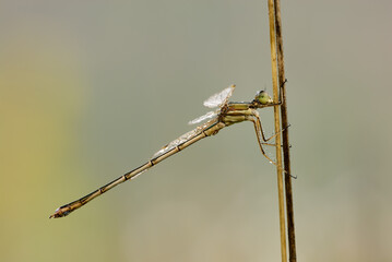 Wet southern emerald damselfly sitting on a dry stem of grass with water droplets on the body and wings. Morning dew. Blurred background, copy space. Genus Lestes barbarus.