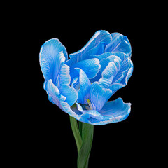 Blue-white tulip with stem and leaf isolated on black background, studio close-up shot.