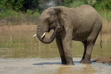 Elephant (Loxodonta Africana) Pilanesberg Nature Sereve, South Africa