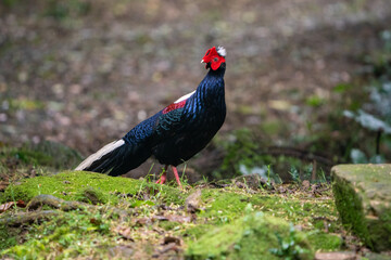 Male adult Svensson's Pheasant (Lophura swinhoii)