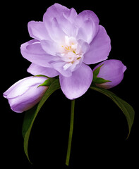 Purple  jasmine flower  isolated  on black  background with clipping path. Closeup. For design. Nature.