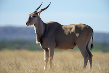 Naklejka na ściany i meble Eland ( Tragelaphus oryx) Mokala National Park, South Africa