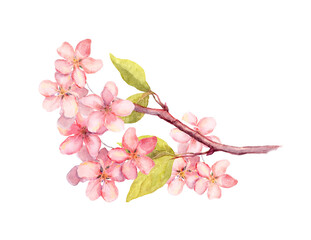 Branch of apple blossom, cherry tree flowers sakura . Vintage watercolor botanical illustration - 494670343