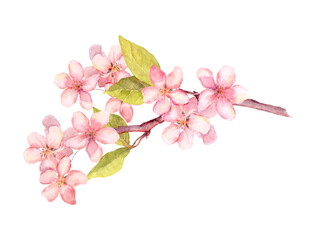Branch of apple blossom, cherry tree flowers sakura . Vintage watercolor botanical illustration - 494670360