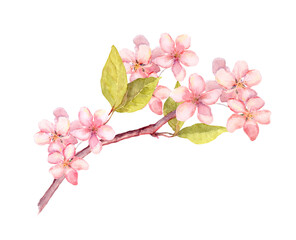 Branch of apple blossom, cherry tree flowers sakura . Vintage watercolor botanical illustration - 494670392