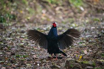 Male adult Svensson's Pheasant (Lophura swinhoii)