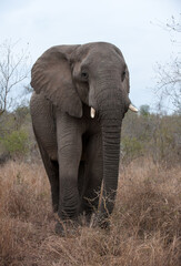 Elephant (Loxodonta africana)  Kruger National Park, South Africa