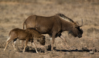 Black wildebeest