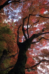 愛媛県大洲市　秋の白滝公園の風景