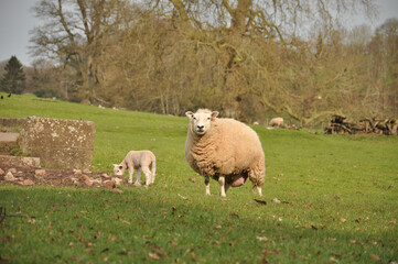 Obraz premium Sheep and lambs