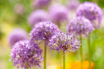 アリウムドリーム