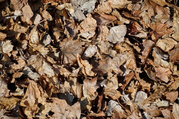 Dry last year's leaves collected by the wind on a March day. Background. Texture