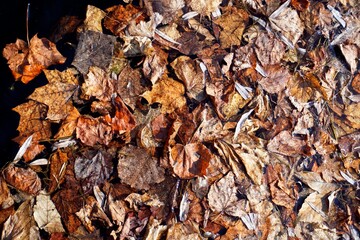 Leaves on the surface of a pond on a windy March day. Background. Texture