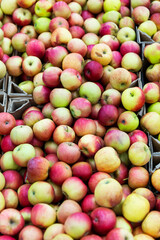 Juicy bright apples on the counter. vitamins and healthy eating. Close-up. Vertical.