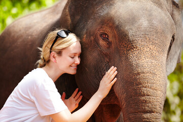 A caring touch. A young researcher gently caresses a captive Asian elephant - Thailand.